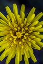 Closeup background of yellow dandelion