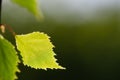 Closeup of a backlit birch tree leaf Royalty Free Stock Photo