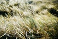 Closeup of backlit grass Royalty Free Stock Photo