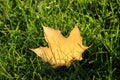 Closeup of the backlit Leaf on the grass field Royalty Free Stock Photo