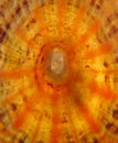 Closeup of backlit limpet shell Royalty Free Stock Photo