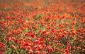 Closeup of backlit poppies Royalty Free Stock Photo
