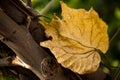 Closeup of Backlit yellow leaf on the tree during autumn season Royalty Free Stock Photo