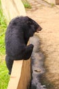 Closeup Backside Black Bear Climbs Over Barrier in Zoo