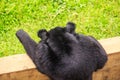 Closeup Backside Black Bear Looks out of Barrier in Zoo