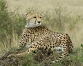 Closeup backview of one adult cheetah resting on top of a grass covered mound with head turned back Royalty Free Stock Photo