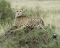 Closeup backview of one adult cheetah resting on top of a grass covered mound with head turned back Royalty Free Stock Photo