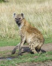 Closeup backview of spotted hyena with muddy feet looking fearfully back toward the camera