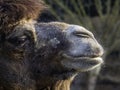 Closeup of a Bactrian camel
