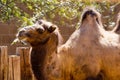 Two hump Bactrian camel next to a wooden fence Royalty Free Stock Photo