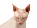 Closeup Bald cat. Cat of breed Sphynx. Naked cat Squinted Isolated