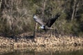 Closeup of a Bald eagle flying near the forest Royalty Free Stock Photo
