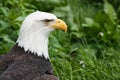 Closeup of a bald eagle with green foliage in background Royalty Free Stock Photo