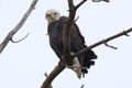 Closeup of a bald eagle, Haliaeetus leucocephalus perched on a branch looking at the camera. Royalty Free Stock Photo