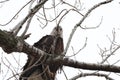 Closeup of a bald eagle, Haliaeetus leucocephalus perched on a branch looking at the camera. Royalty Free Stock Photo