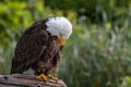 Closeup of a bald eagle looking down perched on a branch on blur background Royalty Free Stock Photo