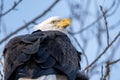 A closeup of a Bald eagle perching on the branch. Royalty Free Stock Photo