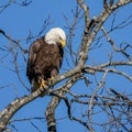 Closeup of a Bald eagle perching on the leafless tree branch with a cunning glance Royalty Free Stock Photo