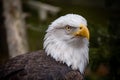 A closeup of a bald eagle`s head and shoulders