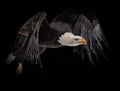 Closeup of a bald eagle soaring on a dark background Royalty Free Stock Photo