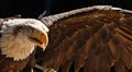 Closeup Soaring eagle Royalty Free Stock Photo