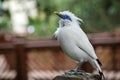 Closeup of a Bali myna bird Royalty Free Stock Photo