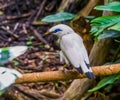 Closeup of a bali myna starling sitting on a branch, tropical critically endangered bird specie from Indonesia Royalty Free Stock Photo