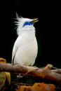 Closeup at the Bali starling, blue-eyed white bird Royalty Free Stock Photo