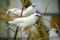 Closeup at the Bali starling, blue-eyed white bird Royalty Free Stock Photo