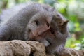 Closeup of Balinese Long Tailed Monkey, laying on stones and looking at camera. Royalty Free Stock Photo