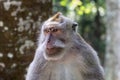 Closeup, Balinese Long Tailed Monkey, looking slightly aside. Green forest background.