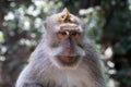 Closeup of Balinese Long Tailed Monkey. Jungle brush in background. Royalty Free Stock Photo