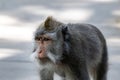 Closeup, Balinese Long Tailed Monkey, looking walking on all fours, looking forward. White and gray background.