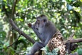 Closeup, Balinese Long Tailed Monkey, sitting on tree branch, eating. Profile view. Forest in background.