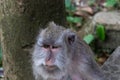 Closeup of Balinese Long Tailed Monkey. Tree in background. Royalty Free Stock Photo