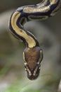 Closeup ball python