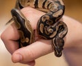 Closeup of a Ball python & x28;Python regius& x29; on a hand Royalty Free Stock Photo