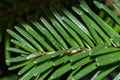 Closeup of balsam fir needles on a tree branch Royalty Free Stock Photo