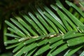 Closeup of balsam fir needles on a tree branch