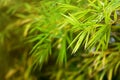 Closeup bamboo leaf at garden in the morning.Selective focus