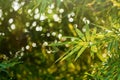 Closeup bamboo leaf at garden in the morning.Selective focus