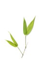 bamboo leaves on white background