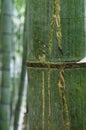 Closeup of a bamboo stalk Royalty Free Stock Photo
