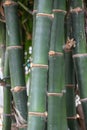 Closeup of bamboo stalk. Royalty Free Stock Photo