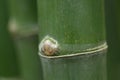 Closeup of bamboo stalk. Royalty Free Stock Photo