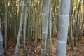 Closeup of bamboo tree
