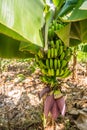 Closeup of banana bunch on the plantation