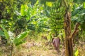 Closeup of banana bunch on the plantation