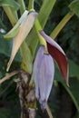 Closeup banana flower