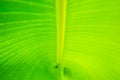 Closeup banana leaf background
